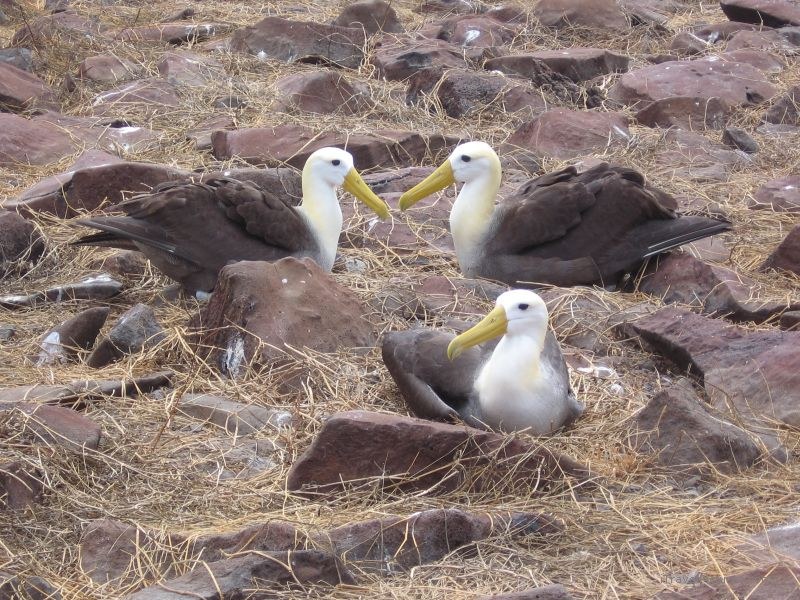Albatross waved bird birds